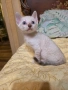 Бенгалски котета, снимка 4