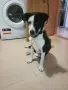 Подарява се женско кученце на 8 месеца, снимка 1