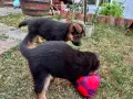 Немски Овчарки, Немска Овчарка. , снимка 14