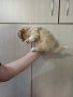 пекинез пекинези, снимка 1