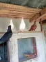 продавам гълъби, снимка 8