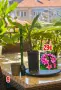 🌸 Плумерия (Frangipani) – Изберете си растение 🌸, снимка 9