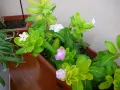фотоапарат Panasonic Lumix DMC TZ1 , снимка 17