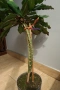 Африканска плюеща палма, Euphorbia leuconeura, 2-год. растение, снимка 3