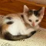 Котенца за осиновяване, снимка 4