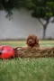 Той пудел Toy poodle, снимка 3