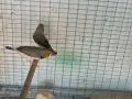 зеброви амадини , снимка 9