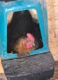 🥚 Домашни яйца от свободно отглеждани кокошки – Пловдив 🐓 , снимка 10