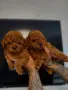 Podlle Toy Пудел Той , снимка 1
