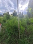 Туя самарагд гол корен, снимка 3