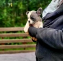 Френски булдог булдочета, снимка 5