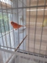 Канарчета + Клетка, снимка 2