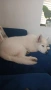White Swiss Shepherd Puppy for sale, снимка 7