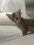 Абисинско котенце , снимка 7