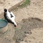 Гъски и Неми Патици , снимка 7
