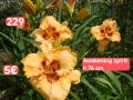 Хамерокалиси за продажба Зимоустойчиви Обява 3, снимка 17