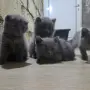 British Shorthair 61 дена, снимка 4