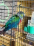 Папагал Пурура Молина , снимка 2
