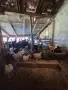 Селски пилета.., снимка 3