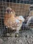 Продавам големи копринки , снимка 8