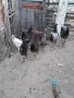 Катунски  петли , снимка 1