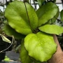  Hoya Хоя Seeds 002, снимка 3