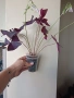 Оксалис, детелина, Oxalis triangularis, снимка 2