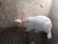 здравейте свободни зайци , снимка 4
