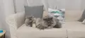 Персийски котета, сестрички родени на 23.05.26г., снимка 9