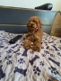 Уникални Той пудел момичета. , снимка 13