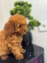 Teacup Той пудел , снимка 2