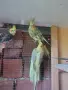  Папагали Корела, снимка 2