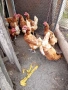 Продавам домашни яйца, снимка 4