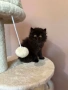 Персийски котенца , снимка 6