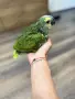 Бебе Синьочела Амазона, снимка 4