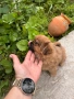 Пекинез, снимка 5