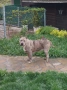 American Bully XL, снимка 3