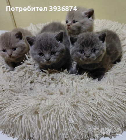 чистокръвни британчета , снимка 3 - Британска късокосместа - 54679698