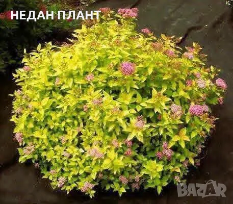 Спирея (сортове)