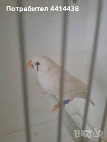 Амадинки джъмбо , снимка 9 - Амадини - 54484954
