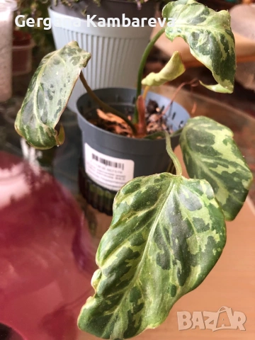 Philodendron Gloriosum Snow Leopard (rare)