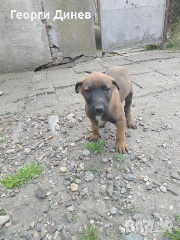 Женско със ваксина!! , снимка 2 - Белгийска овчарка - 54357667