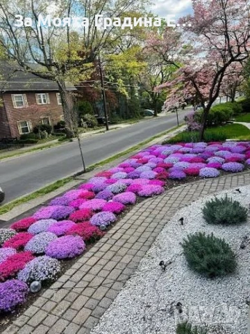 Флокс - 6 цвята /Почвопокривен и каскаден, снимка 14 - Градински цветя и растения - 54020877