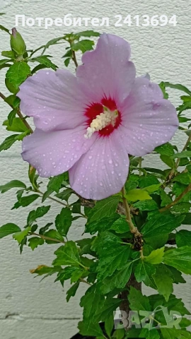 hibiscus syriacus дървовидна ружа , снимка 2 - Градински цветя и растения - 54031974