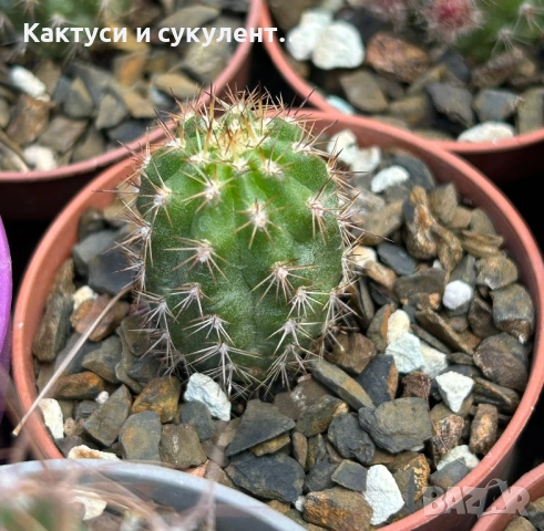 Кактус Chamaecereus hyb cv. Inca Sunset, снимка 4 - Градински цветя и растения - 54593788