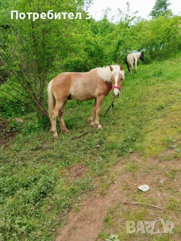 Продавам кончета