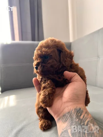 Podlle Toy Пудел Той , снимка 6 - Пудели - 55535338