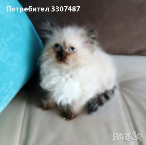 Коте Регдол, снимка 2 - Други - 54607291