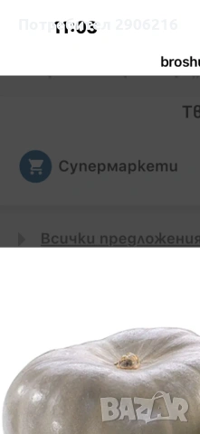 Разсад тиква Самсон