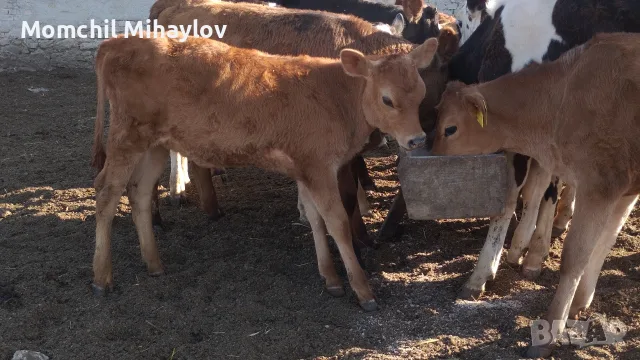 продавам теле жарсе 